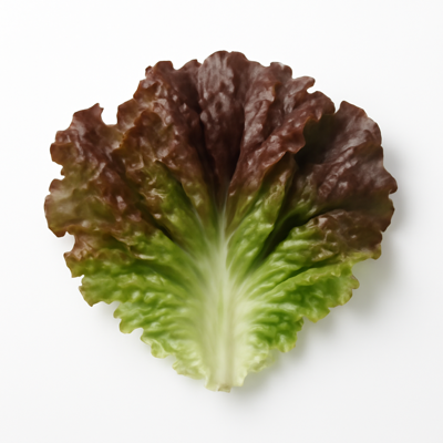 Lettuce, red leaf, raw