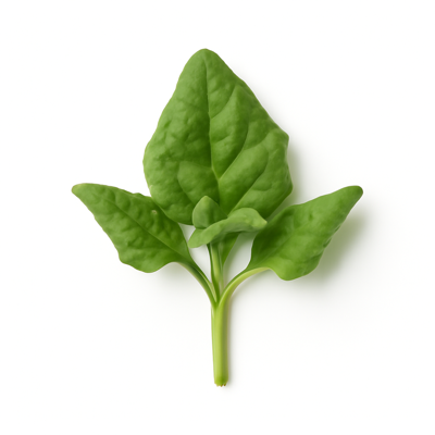 New Zealand spinach, raw