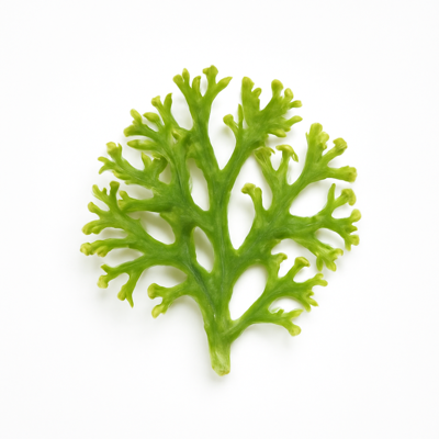 Seaweed, irishmoss, raw