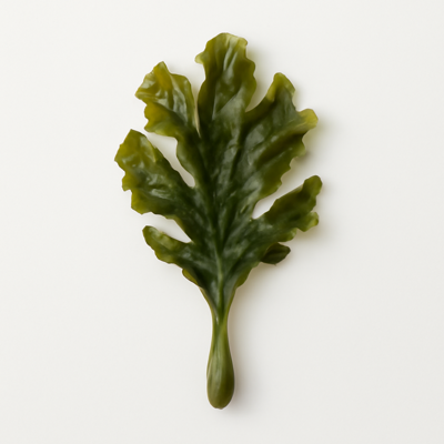 Seaweed, kelp, raw