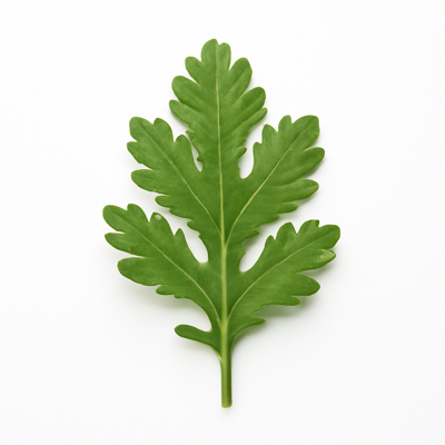 Chrysanthemum leaves, raw
