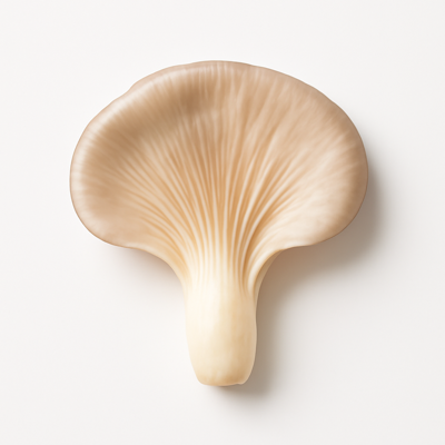 Mushrooms, oyster, raw