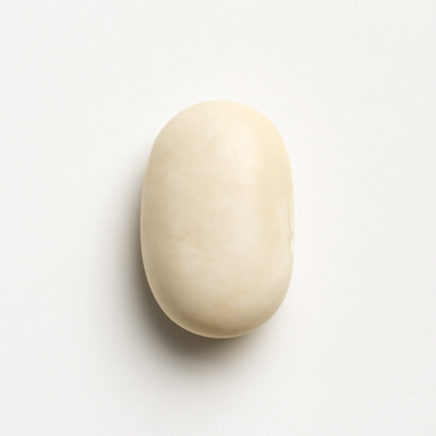 Beans, navy, mature seeds, sprouted, raw