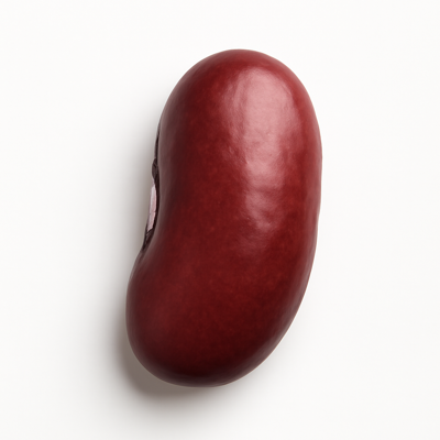 Beans, kidney, mature seeds, sprouted, raw