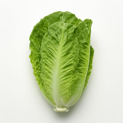 Lettuce, cos or romaine, raw