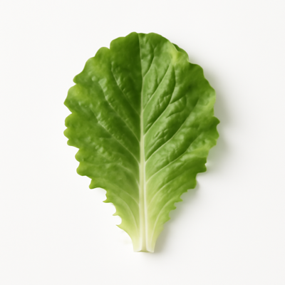 Lettuce, green leaf, raw