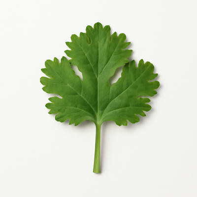 Coriander (cilantro) leaves, raw