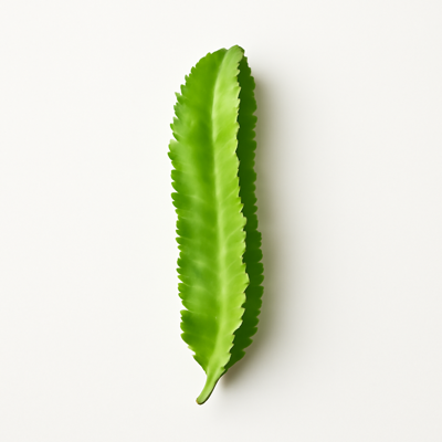 Winged bean leaves, raw