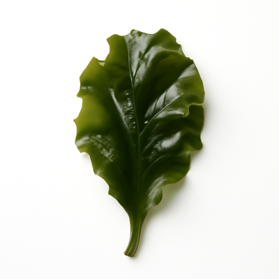 Seaweed, wakame, raw