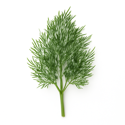 Spices, dill weed, dried