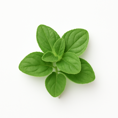 Spices, oregano, dried