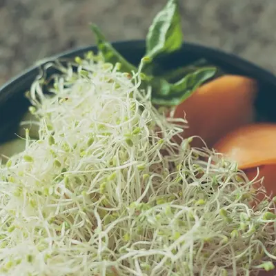 Illustration of alfalfa sprouts