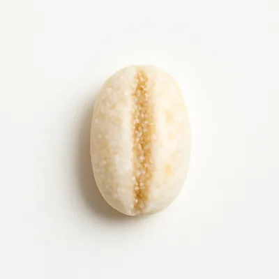 Illustration of barley, pearled, raw