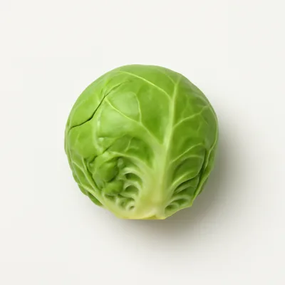 Illustration of brussels sprouts, raw
