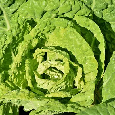 Illustration of napa cabbage leaves, raw