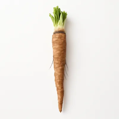 Illustration of chicory roots, raw