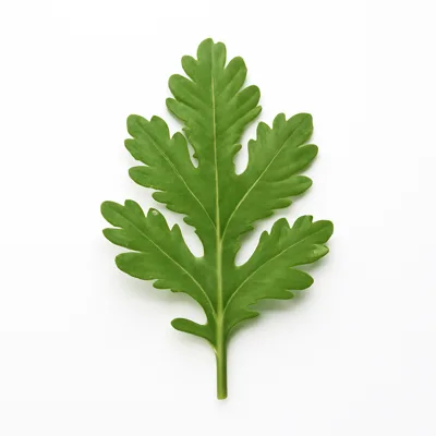 Illustration of chrysanthemum leaves, raw