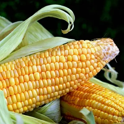 Illustration of sweet corn, raw