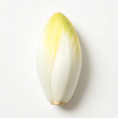 Illustration of endive