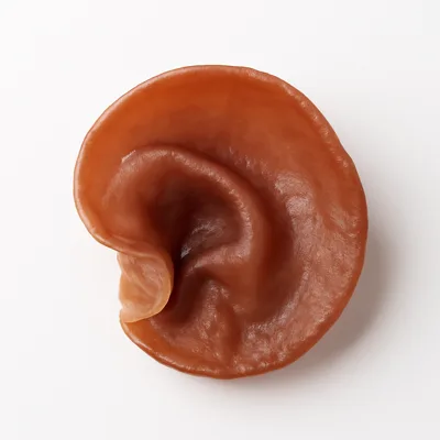 Illustration of jew’s ear, (pepeao), raw