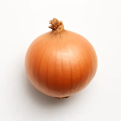 Illustration of onion