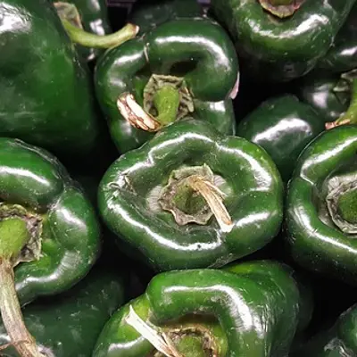 Illustration of poblano pepper