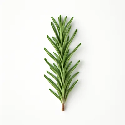 Illustration of rosemary, fresh
