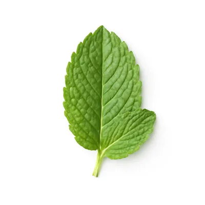Illustration of spearmint, fresh