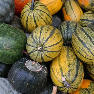 Illustration of spaghetti squash