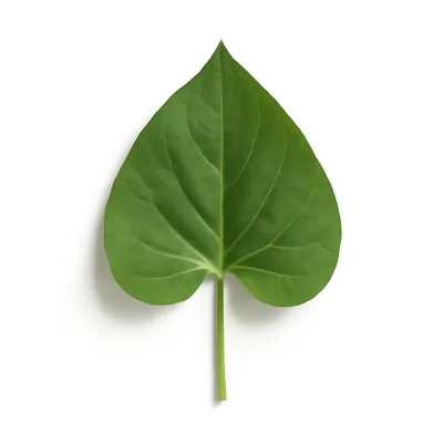 Illustration of sweet potato leaves, raw